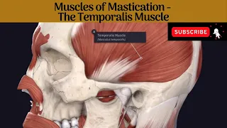 Muscles of Mastication - Temporalis Muscle #Anatomy #mbbs #education #bds #headandneckanatomy