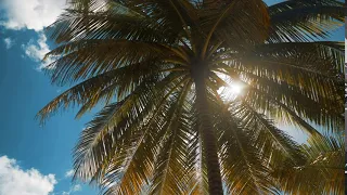 palm tree on a sunny day free footage