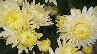 Размножаю Хризантемы! 100% приживаемость! Цветет уже осенью 🌸🌸🌸