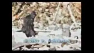 BIGFOOT  THE PATTERSON FILM (Origional Footage)