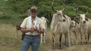 Trabajo Ganadero Ganadería Zorrillos - Campo - Mundo del Campo