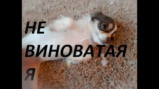 Самая виноватая собака в мире ЧИХУАХУА ll very guilty dog