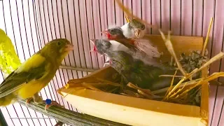 Three Baby Canaries - 20 Days Old Since The First Hatch