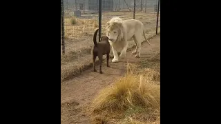 Lion asking dog for forgiveness #shorts #lions #wildlife #viral #tiktok