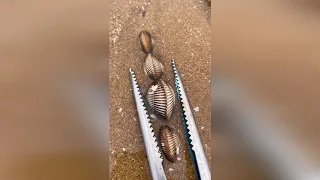 TikTok Aktivitas Nelayan Cina Berburu Beragam Hewan Laut disekitar Pantai 🐙🦐🦑 Sea Creatures (#11)