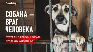 Собака - враг человека. Будут ли в России убивать бродячих животных? / Rasstriga.doc