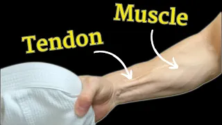 Grip Strength for Grapplers: Muscles vs Tendon | Science Explained