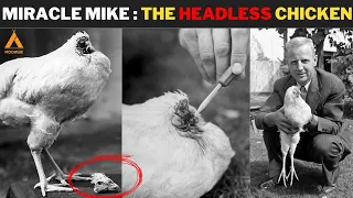Miracle Mike: The chicken That Survived 18 Months Without A Head