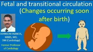 Fetal and Transitional Circulation