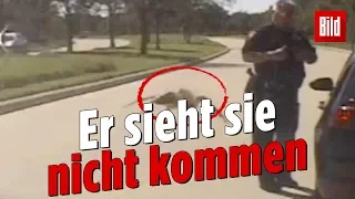 Bei Verkehrskontrolle: Riesenspinne „greift“ Polizisten an