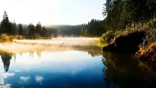 「流水钢琴助眠音乐」，小鸟清脆的叫声，有助冷静温习,音乐,器乐,治愈心脏和血管的音乐🌿 镇静神经系统，愉悦心灵，轻柔的音乐