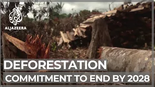 Planet SOS: Deforestation, commitment to end illegal logging by 2028