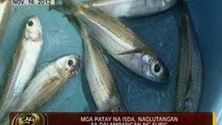 24 Oras: Mga patay na isda,   naglutangan sa dalampasigan ng   Subic