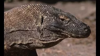 Комодский варан - Komodo Dragon (Энциклопедия животных)
