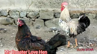 My Big Rooster And Hen Very Lovely Moment | Village Animals |