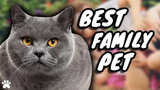 Are British Shorthair Cats The Best Family Friendly Pets?