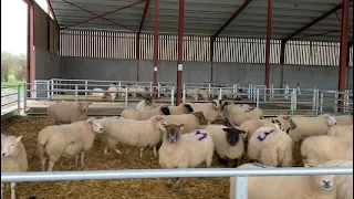 Brand New Sheep Shed, Co. Laois | Condon Engineering
