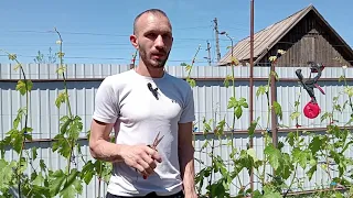 Пасинкування винограду-перенаправлення живлення у потрібне русло