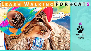 Daisy's Diary: #28 How to Walk Your Cat on a Leash, Harness & Leash Train/Walk Cat, Compilation, 4K