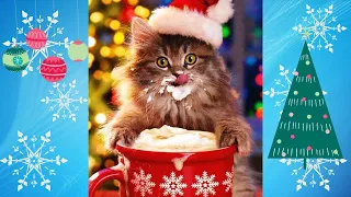 Funny Animals Are Excited For Christmas | Funny Christmas Animals | Try Not To Laugh 🎄