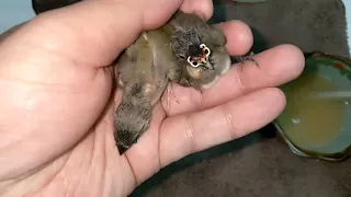 Hand Feeding Diamond Firetail Finch & Green Back Gouldian Finch Baby 20220702