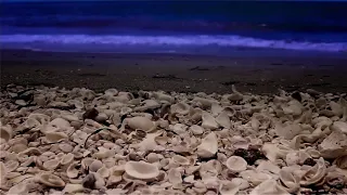 Shells, Shells and more Shells - Englewood Beach