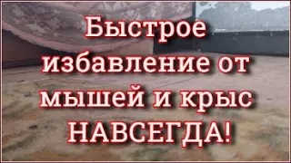 Ультразвук от мышей и крыс Мыши и крысы уйдут навсегда!!!  Звук от мышей и крыс