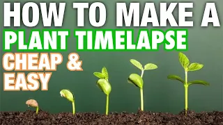 How to Make a Plant Time-Lapse Cheap & Easy