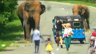 An elephant attack on a three-wheeler