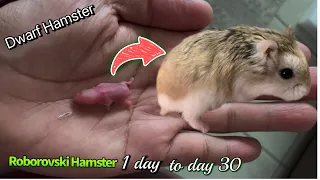 Baby Hamster Growing Up From Day 1 to Day 30 | Roborovski | Dwarf Hamster
