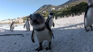 African Penguins at Boulders Beach, Cape Town