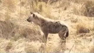 AM Safari Drive - Gowrie Gang - Hyena Den - Oct 14, 2011