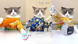 That Little Puff | Cats Make Food 😻 | Kitty God & Others | TikTok 2024 #28