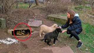 Someone's Cruel Behaviour  Made These Puppies Dig a Hole and Hide from People in it