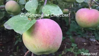 Яблочки наливные. С Яблочным Спасом!