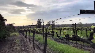 Hedgerow and vineyard