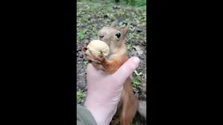 Поймал белку / Caught a squirrel