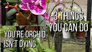 What To Do When Orchid Blooms Fall Off ☠️ Yellowing Flower Spike, Orchid Care For Begginers