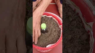 Amazing ideas, How To Grow Green Onions At Home from Recycling Laundry Basket