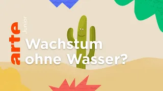 Wie können Kakteen in der Wüste wachsen?  | ARTE