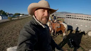 Cattle Drive on a Horse with a Frozen Ear - ( Real Montana Ranch Work! )