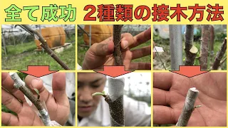 [Two grafting method] Grower teaches! The state of success is released! Precautions for hard wood