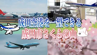 【成田市さくらの山】飛行機が間近で見えるお勧めの公園!!成田空港近くの空の駅『さくら館』に行きました。【三里塚さくらの丘】