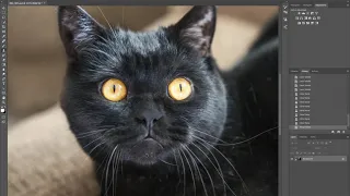 Ретушь черного кота в Photoshop CC