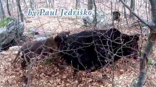 TOP HUNT Chasing wounded bear with kill shout Dangerous Bear Hunt (GoPro)