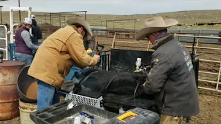 Branding Calves in a Hydraulic Calf Table