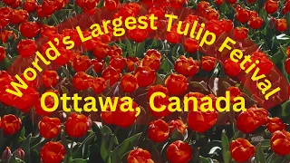 World's Largest Tulip Festival - Over a million Tulips Flowers in Ottawa