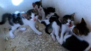 Kittens That Look A Lot Like Each Other Are Waiting For Their Mother To Come Back.