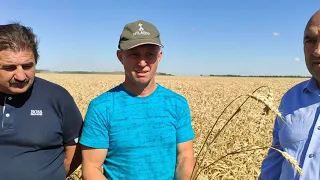 Пшеница Алексеич на No-till у Олега Новичихина
