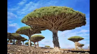 Самые великолепные деревья мира – уникальная фотоколлекция потрясающих великанов